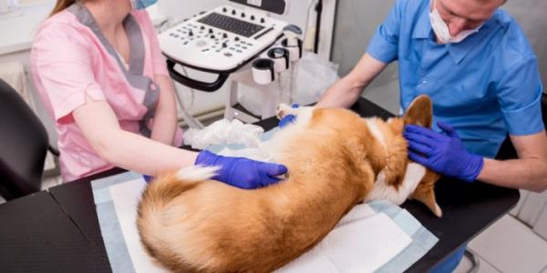 Dos profesionales examinan a un perro en una clínica veterinaria 