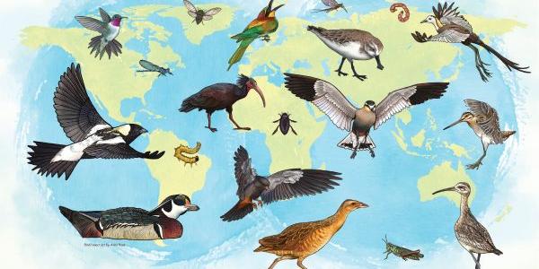 Cartel del Día Mundial de las Aves Migratorias 