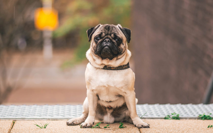 Imagen de un pug, una de las razas de perros más cariñosas / Mascota y Salud