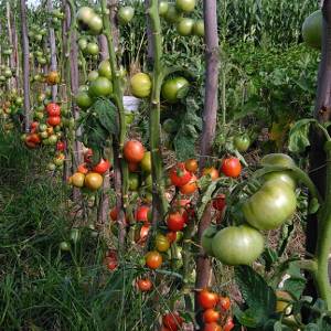 Plantas de tomate / Mundo Huerto