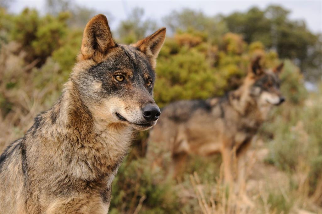 WWF España pedirá a la Junta de Castilla - León la anulación de los trofeos del lobo / WWF España