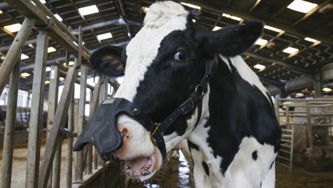  Una vaca con la mascarilla de Zelp en una granja en Hertfordshire, Reino Unido.
Foto de Bloomberg.