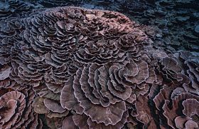 Arrecife de coral de Tahití/ABC