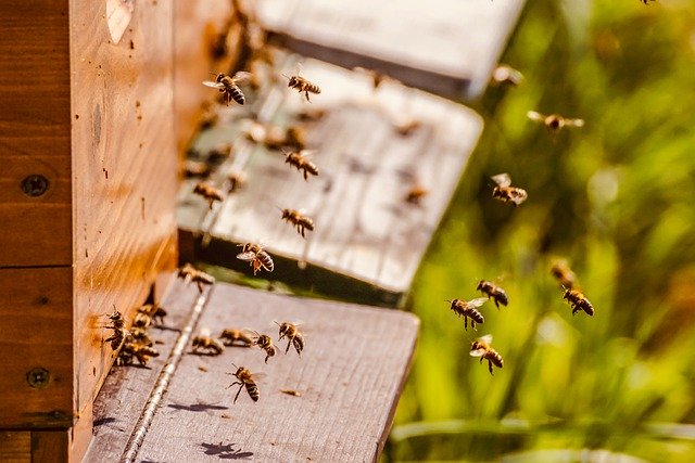 Una colmena de abejas, que vuelan hacia el interior después de recolectar el polen