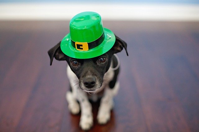 Perro celebrando San Patricio