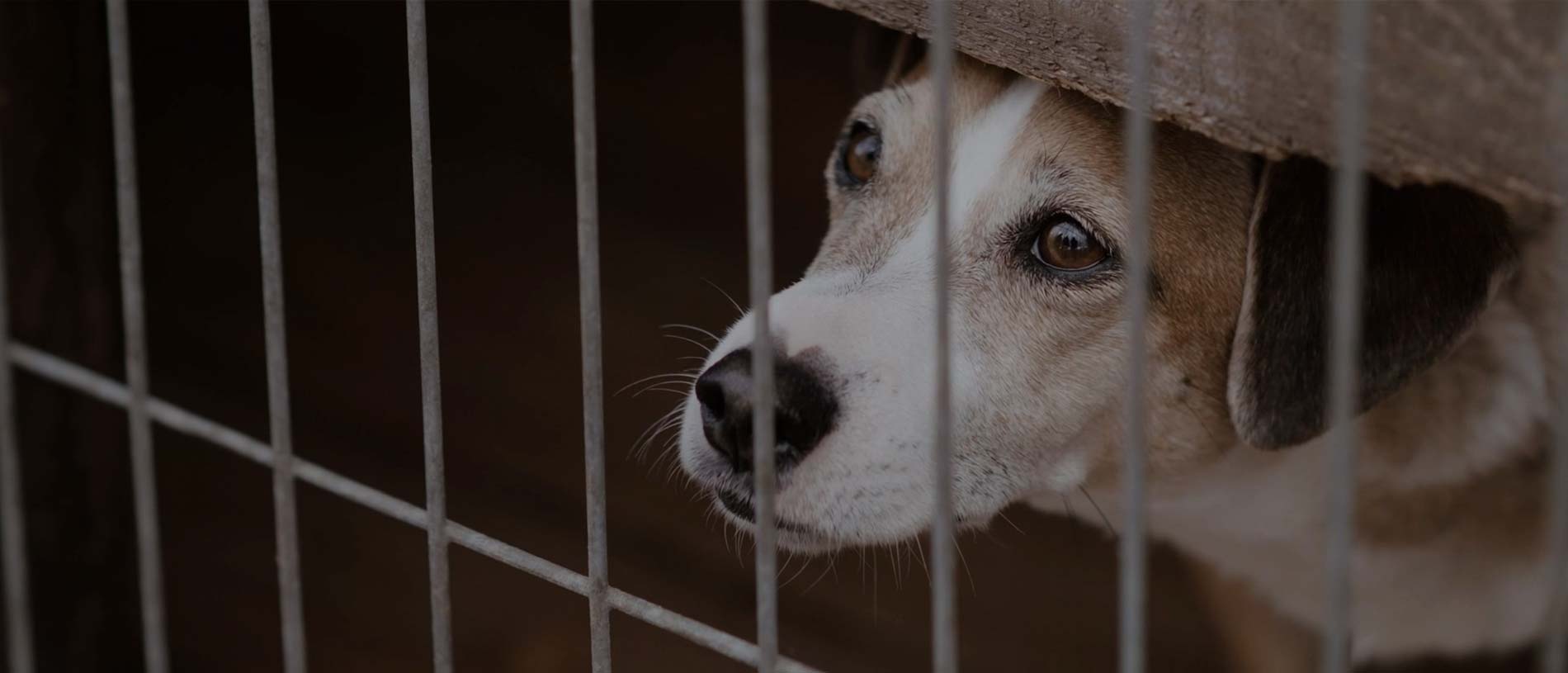 La Fundación Affinity lucha porque las mascotas encuentren un lugar mejor / Fundación Affinity