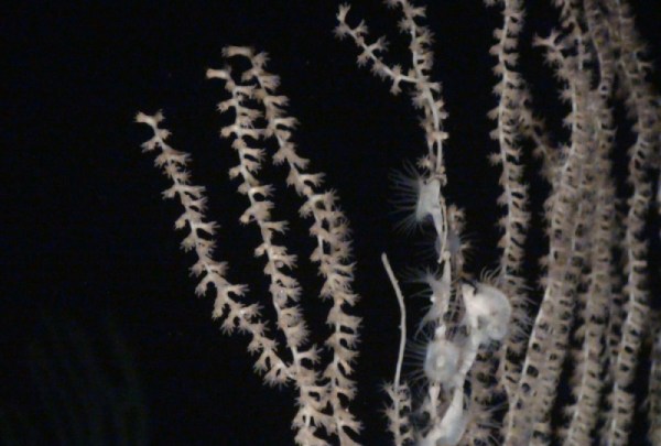 Coral Bambú. Foto National Geographic