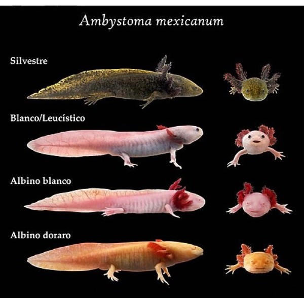 Tipos de ajolote mexicano