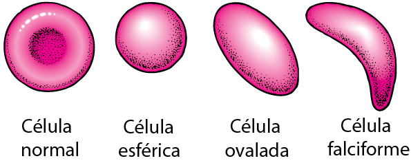 Tipos de células