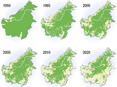 Gráfica del 2008 realizada por microsiervos.com sobre la deforestación en Borneo
