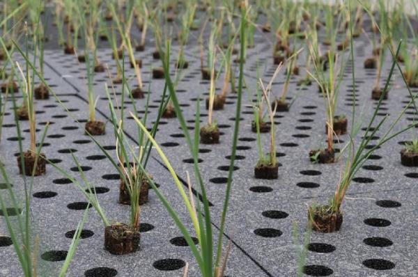 Proyecto piloto de la Comunidad de Madrid para depurar las aguas con plantas vegetales con capacidad para eliminar la contaminación de las aguas. Foto: CAM
