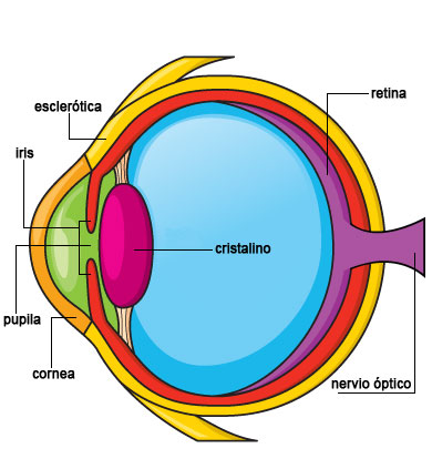 Partes del ojo