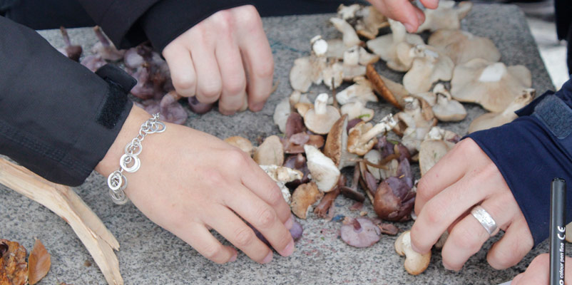 Un grupo de personas manipula su recolecta. Son ejemplares de Lepista sordida y Pleurotus eryngii (seta de cardo).