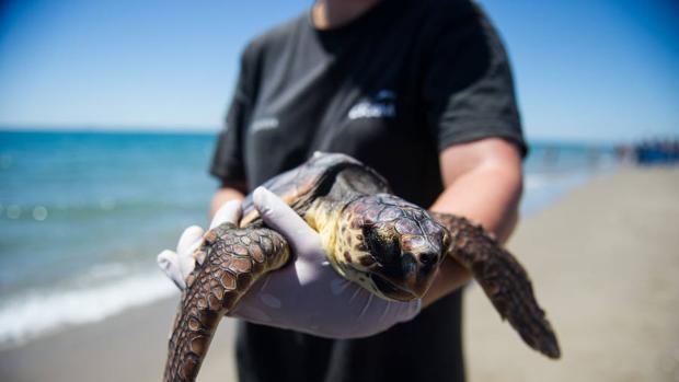 Una tortuga rescatada del mar por motivos de contaminación/ABC