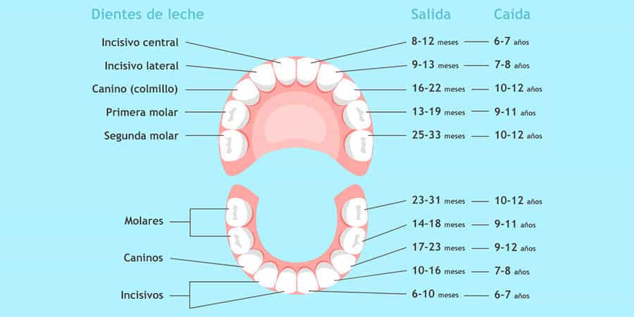 Dentadura infantil / Imagen de clinicaferrusbratos.com