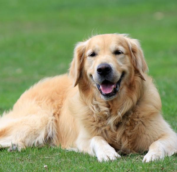 Golden retriever/Experto Animal