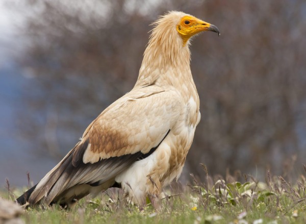 Alimoche común// SEO BirdLife