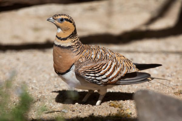 Ganga Ibérica// SEO BirdLife