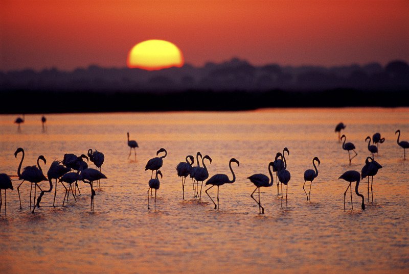 Parque Nacional de Doñana en Huelva. 