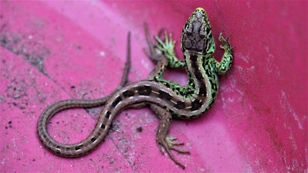 Un pequeño reptil, muestra de biodiversidad