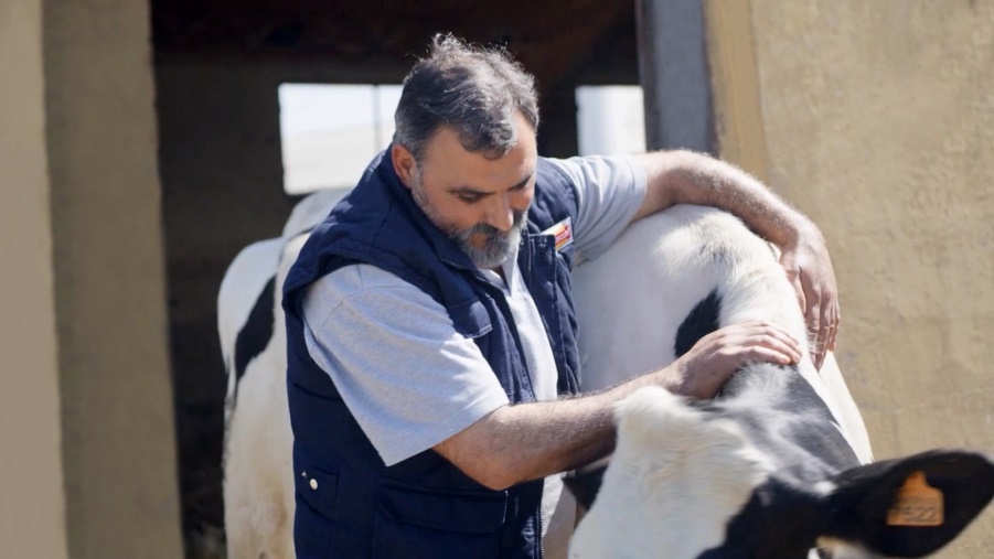 Hombre con una vaca