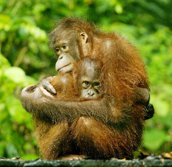 Orangutanes de Borneo