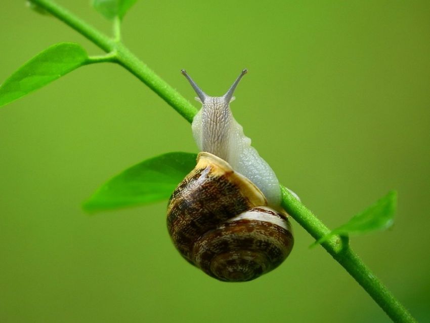 Caracol enramado