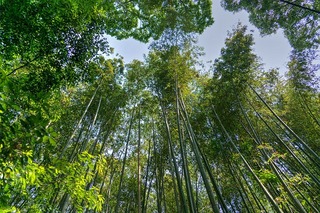 Bosque de bambú de Arashiyama, Japón/Pixabay