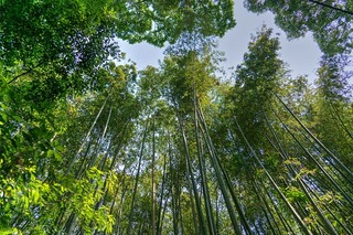 Bosque de bambú de Arashiyama, Japón/Pixabay