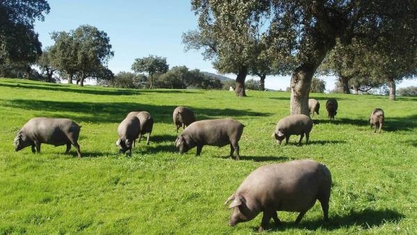 Cerdos ibéricos de la Dehesa