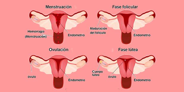 Estres y la menstruacion Estres y la menstruacion