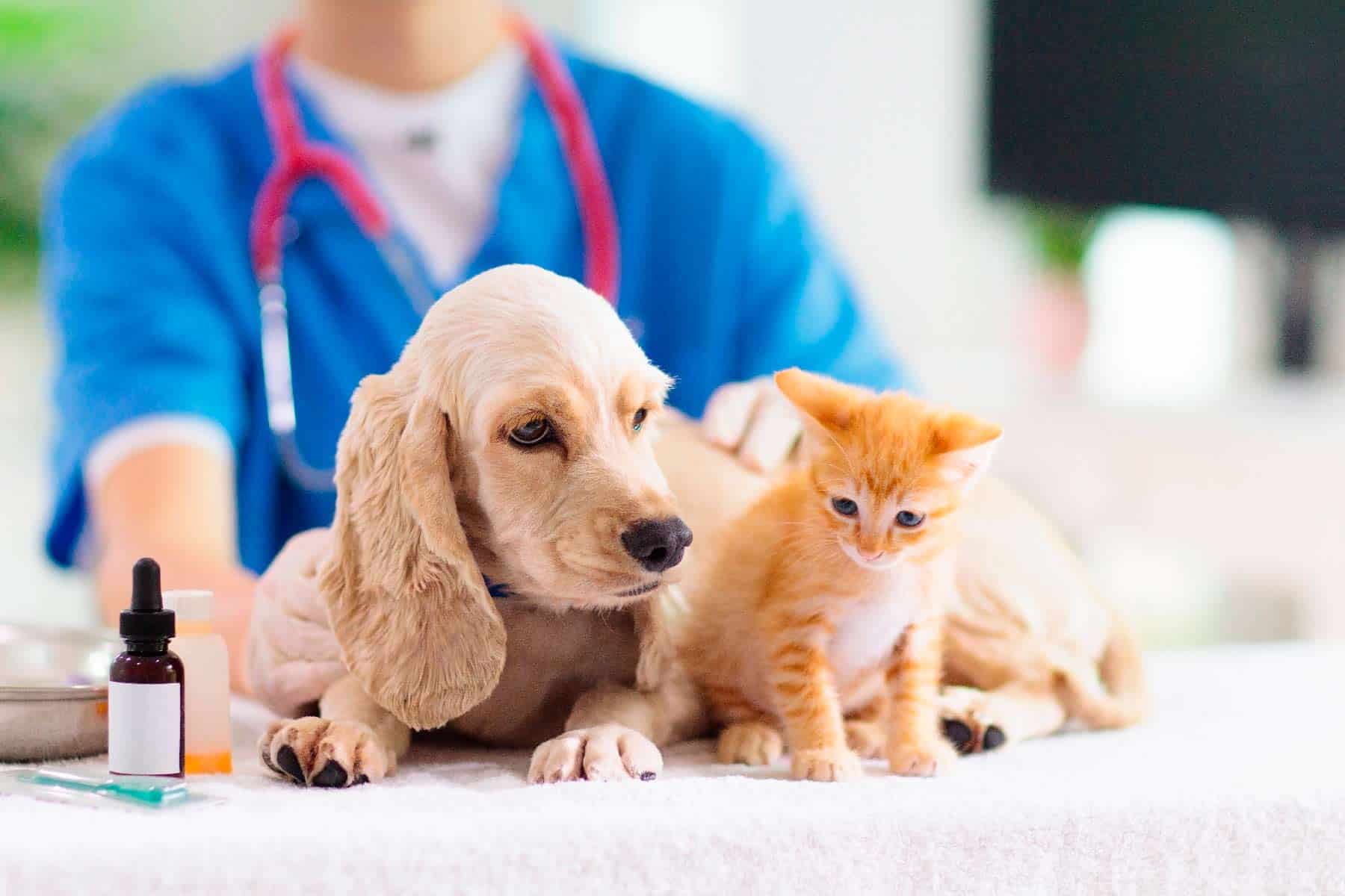 Promueven la asistencia veterinaria gratuita