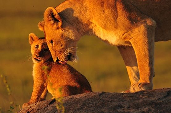 Los leones son la nueva víctima del tráfico de especies