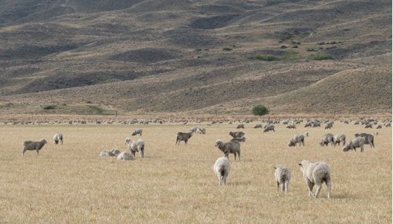 Ejemplo de pastoreo en zonas secas