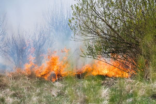 Una parte de un incendio forestal