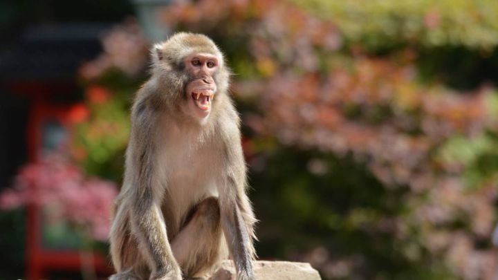 De qué trata la viruela del mono y cuáles son sus síntomas