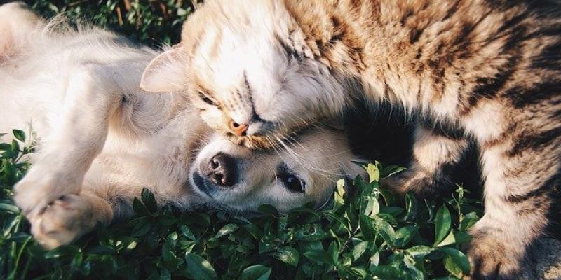 Un perro y un gato juntos