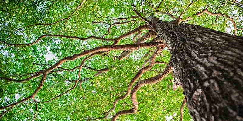 Celebra el Día mundial del Árbol plantando uno.