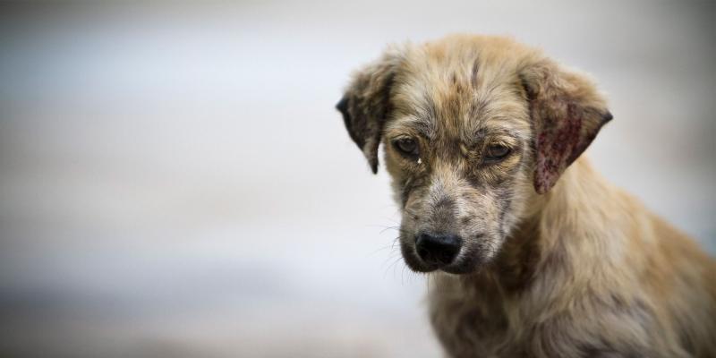 Perro abandonado, imagen de Xavier García / Elmira.es Perro abandonado, imagen de Xavier García / Elmira.es