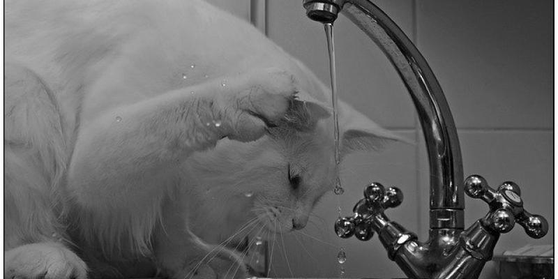 Un gato bebiendo agua del grifo. Foto de Pixabay