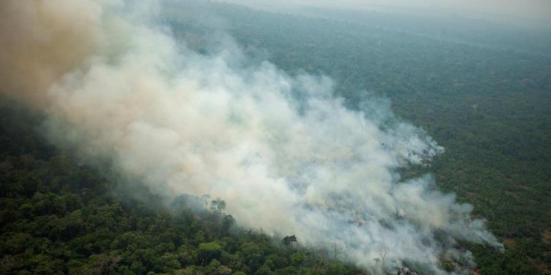 Amazonas mafia