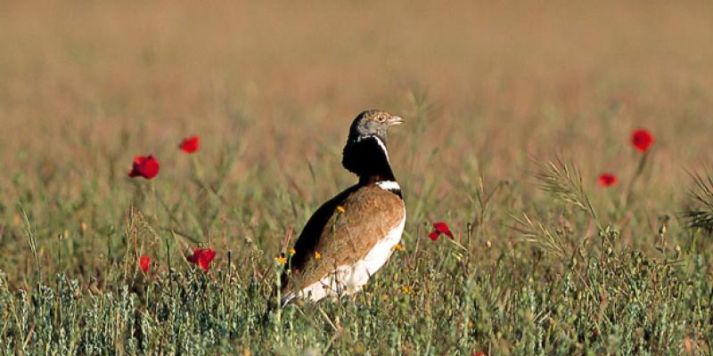 Luchando por la protección de la fauna El sisón europeo, pasará a la lista de animales protegidos