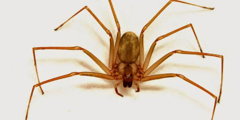 Araña violinista Araña violinista