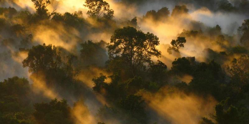 Dosel de bosque amazónico en Brasil. Foto de Peter Vander Sleen