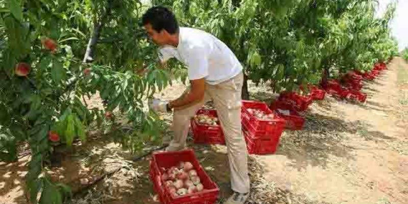 Flujos migratorios laborales, temporero trabajando Las ayudas llegarán al campo/ El Cierre Digital