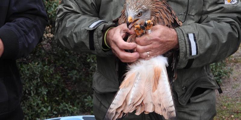 Liberación de un ejemplar de milano real | Foto: Comunidad de Madrid