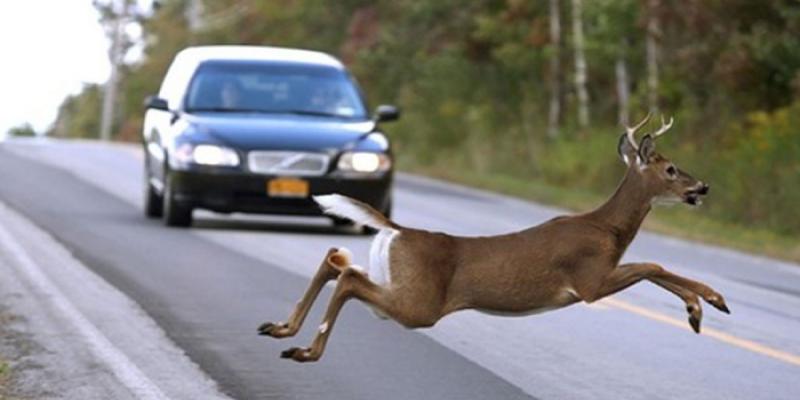Cómo actuar para evitar accidentes con los animales que se cruzan por la carretera Un vehículo por carretera y un ciervo cruzando la vía