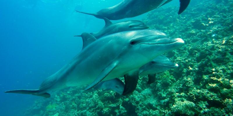 La marea roja causa muchas muertes de animales marinos La marea roja mata a los Delfines