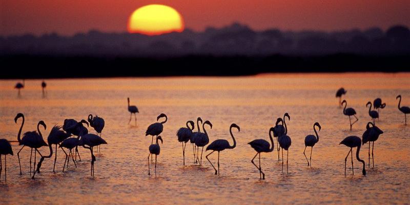 Atardece en Doñana, el sol en el horizonte se refleja en las marisma creando una sobra entre los flamencos // Diario de Huelva