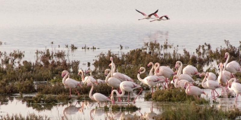 Doñana Doñana